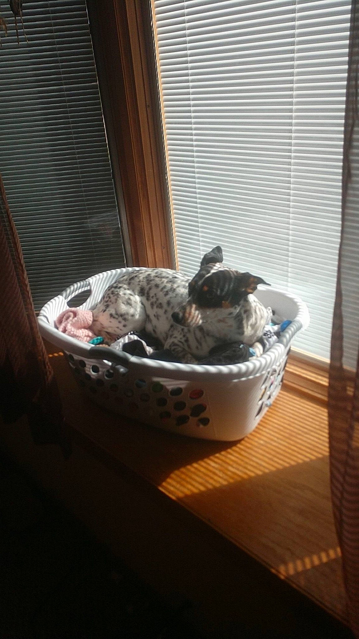 Eva joined the competition — help win amazing prizes! bowl, carnivore, cat_supply, comfort, companion_dog, curtain, dog, dog_breed, felidae, food, pet_supply, small_to_medium_sized_cats, sporting_group, table, tail, whiskers, window_blind, window_covering, window_treatment, wood