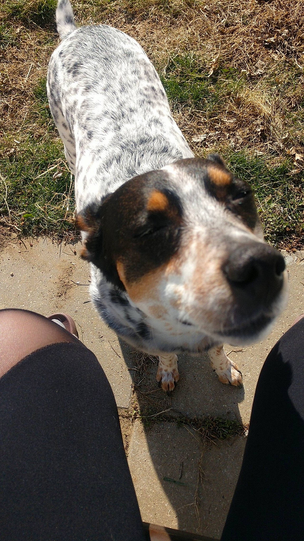 Eva joined the competition — help win amazing prizes! canidae, carnivore, collar, companion_dog, dog, dog_breed, grass, hunting_dog, plant, soil, sporting_group, terrestrial_animal, whiskers, working_animal, working_dog