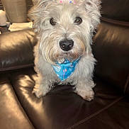 Finn joined the competition — help win amazing prizes! animal, bandana, celebration, close_up, cozy, cute, decor, dog, fluffy, furniture, household, indoor, lamp, leather_couch, looking_at_camera, party_hat, pet, portrait, sitting, white_dog