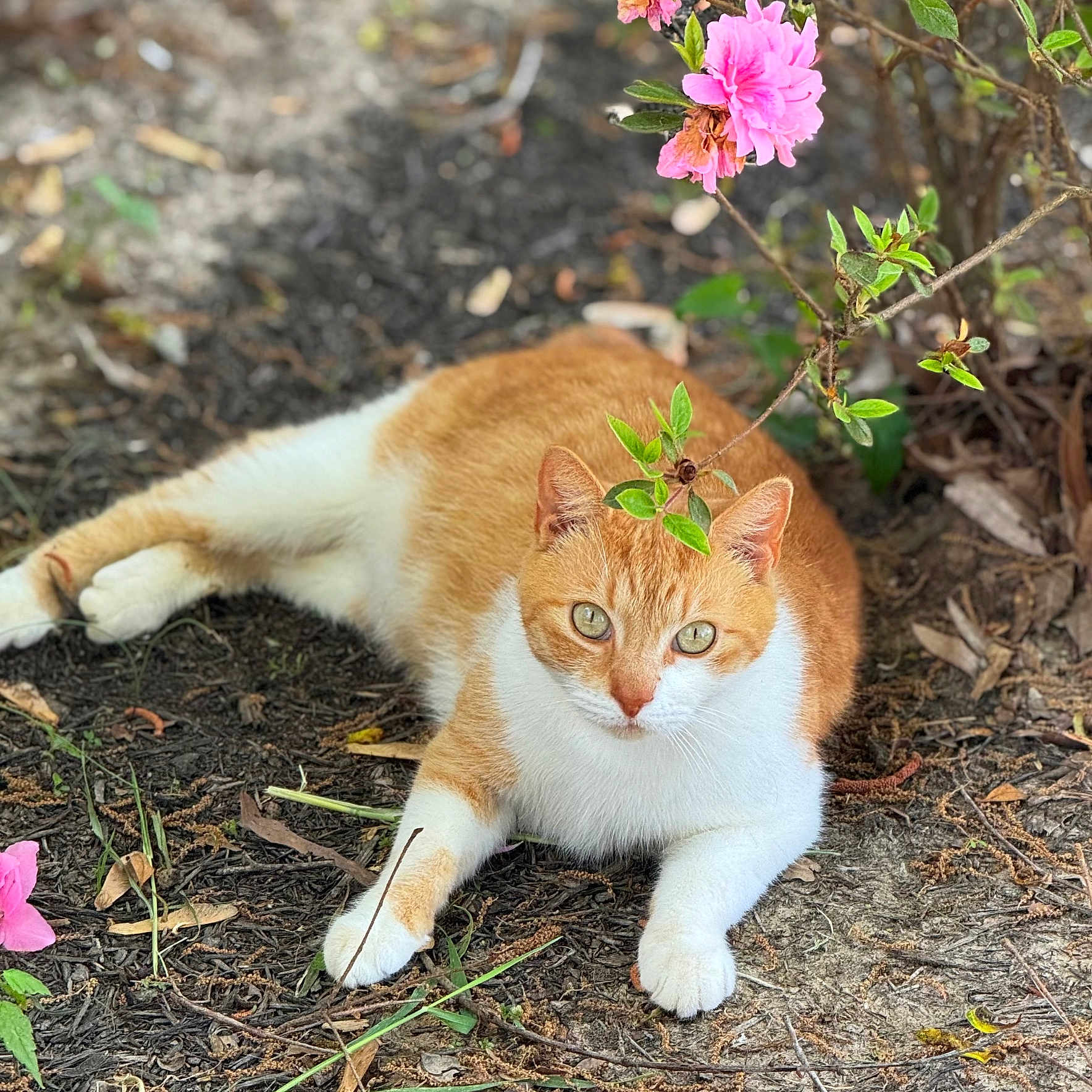 Stormy joined the competition — help win amazing prizes! animal, cat, close_up, cute, daylight, earth, eyes, flower, fur, green_leaves, ground, lying_down, nature, orange_cat, outdoor, pet, pink_flower, relaxed, whiskers, white_cat