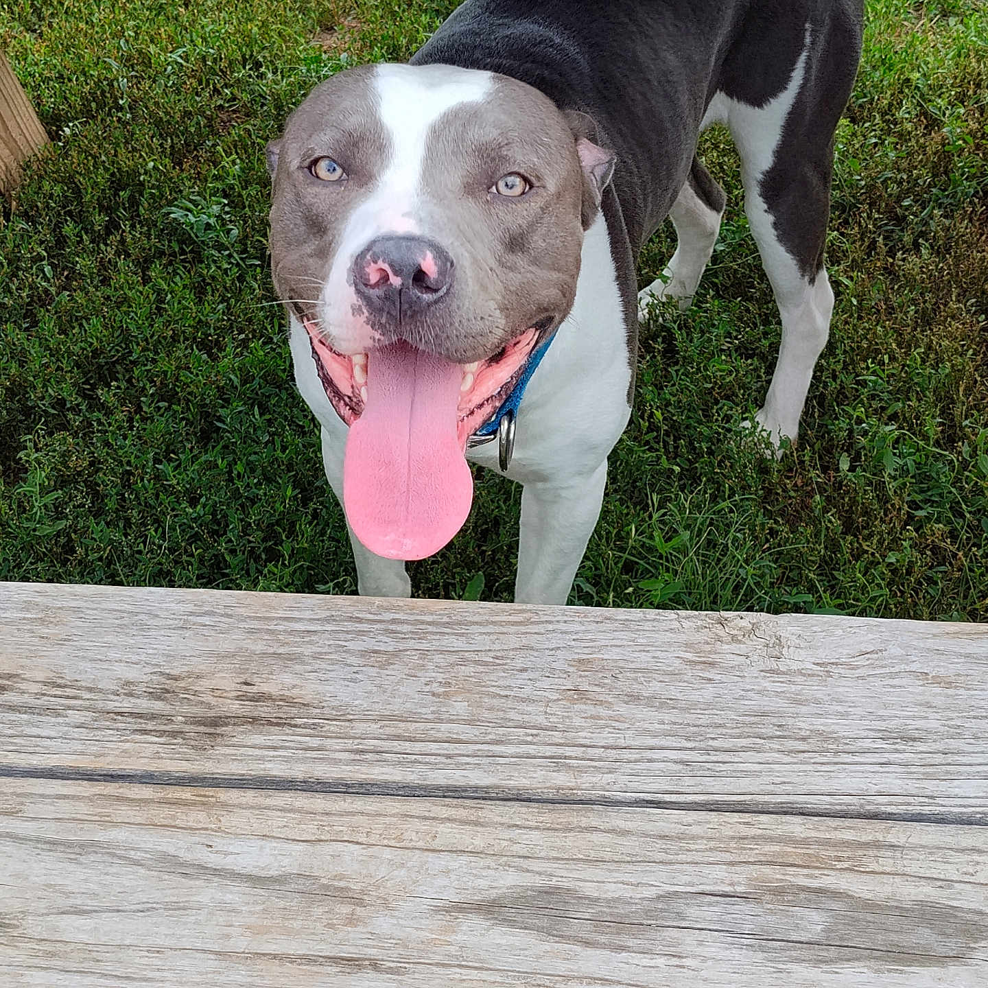 Blue is registered to the contest to win money with this photo: animal, bench, bodypart, bulldog, canine, dog, furniture, grass, hound, husky, labradorretriever, mouth, person, pet, pitbull, plant, plywood, pointer, puppy, wood