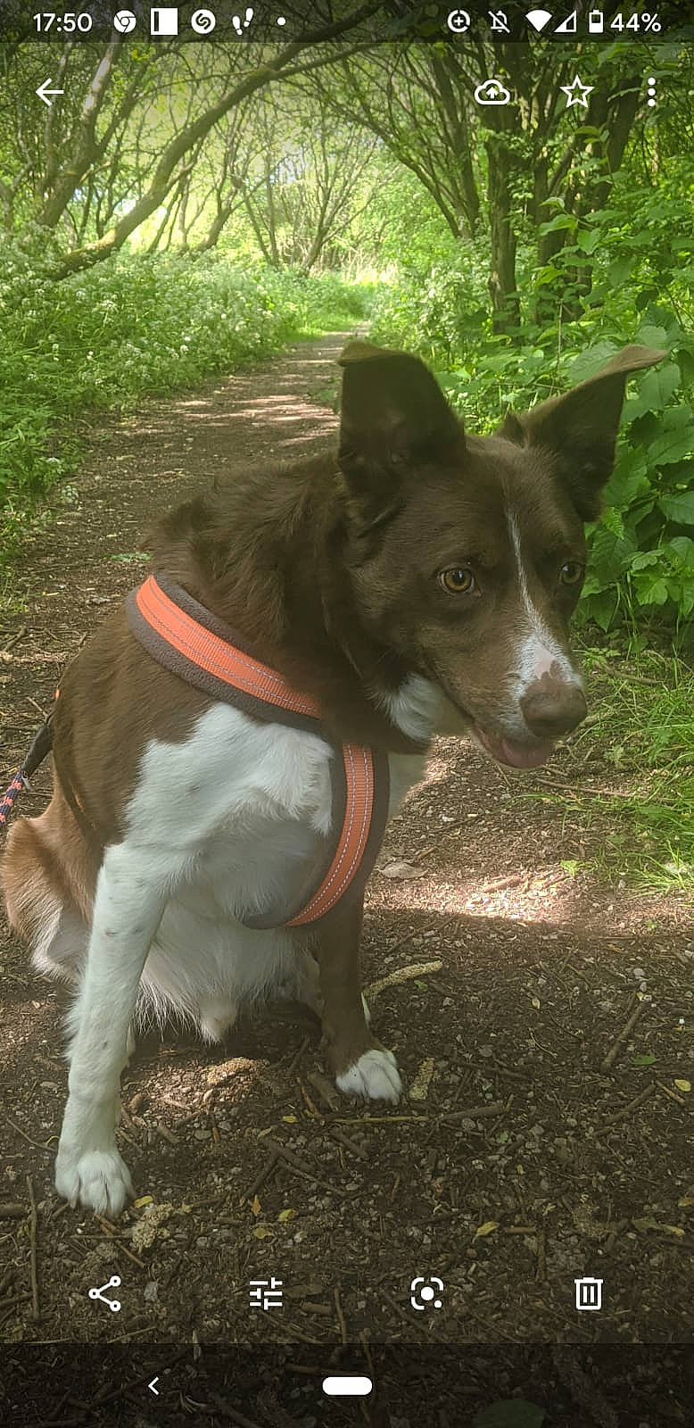 Bayley joined the competition — help win amazing prizes! adventure, canidae, carnivore, collar, companion_dog, dog, dog_breed, dog_collar, dog_supply, fawn, fur, grass, mammal, plant, snout, sporting_group, tail, terrestrial_animal, vertebrate, working_animal