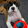 adorable, black_mask, blue, boxer, brown_and_white, close_up, dark_eyes, dog, floor, floppy_ears, indoor, pet, pink_nose, portrait, puppy, red, rubber_ring, sitting, toy, white_chest