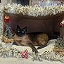 Ronron participe au concours pour gagner de l'argent avec cette photo : blue_eyes, cardboard_box, cat, christmas_decorations, cozy, cute, decor, feline, festive, holiday, holiday_season, indoor, miniature_tree, ornament, pet, plush_toy, relaxed, siamese_cat, soft_blanket, tinsel