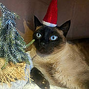 Ronron participe au concours pour gagner de l'argent avec cette photo : animal, blue_eyes, cat, christmas_hat, christmas_tree, closeup, cozy, cute, decor, feline, festive, holiday, holiday_decor, indoor, knitted_hat, pet, relaxed, siamese_cat, tree, winter