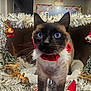 Ronron participe au concours pour gagner de l'argent avec cette photo : animal, blue_eyes, cardboard_box, cat, christmas, close_up, cozy, cute, decor, feline, festive, holiday_decorations, indoor, miniature_christmas_trees, pet, plush_ornaments, red_collar, siamese_cat, tinsel, whiskers