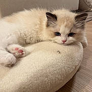 Lucy is registered to the contest to win money with this photo: kitten, cat, animal, pet, fluffy, resting, indoor, cushion, floor, pink_paw_pads, blue_eyes, soft_fur, cute, young, relaxed, cozy, beige, feline, small, domestic