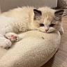 kitten, cat, animal, pet, fluffy, resting, indoor, cushion, floor, pink_paw_pads, blue_eyes, soft_fur, cute, young, relaxed, cozy, beige, feline, small, domestic