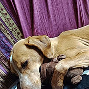 Sushi a rejoint le concours — aidez-le/la à gagner de superbes lots ! dog, sleeping, bed, blanket, plush_toy, brown_dog, pet, resting, indoor, cozy, fur, close_up, animal, relaxed, comfort, cuddle, paw, snuggle, soft, napping