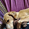 dog, sleeping, bed, blanket, plush_toy, brown_dog, pet, resting, indoor, cozy, fur, close_up, animal, relaxed, comfort, cuddle, paw, snuggle, soft, napping