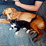 animal, black_and_white_cat, brown_dog, casual_clothing, cat, close_up, companions, couch, curious, dog, domestic, friendship, furniture, human_arm, indoor, living_room, person, pet, relaxing, resting