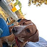 Sushi participe au concours pour gagner de l'argent avec cette photo : dog, outdoor, person, table, drink, collar, leash, tree, leaf, sky, bench, casual_clothing, autumn, daytime, nature, pet, animal, resting, relaxed, companionship