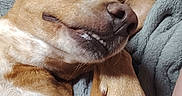 Sushi a rejoint le concours — aidez-le/la à gagner de superbes lots ! dog, pet, animal, blanket, brown, lying_down, paw, ear, nose, fur, relaxed, indoor, human_leg, hand, cute, companion, bedroom, closeup, resting, playful_expression