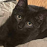 Bageara is registered to the contest to win money with this photo: animal, beige, black_cat, closeup, cozy, curious, cute, ears, eyes, fabric, feline, fur, indoor, kitten, pet, resting, soft, whiskers, wood_background, young