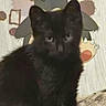 Bageara is registered to the contest to win money with this photo: animal, background, black_cat, blurry, cartoon, closeup, cute, decoration, dinosaur, ears, eyes, feline, fur, home, indoor, kitten, pet, portrait, soft, wall