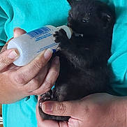 Bageara is registered to the contest to win money with this photo: animal_care, baby_animal, black_cat, bottle_feeding, close_up, comfort, cuddle, cute, domestic_animal, feeding, feline, hands, human, indoor, kitten, newborn, nurturing, pet, small, turquoise_shirt