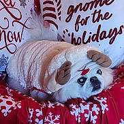 Precious is registered to the contest to win money with this photo: animal, bed, blanket, christmas, costume, cozy, cute, decor, dog, festive, fluffy, holiday, indoor, pet, pillow, reindeer, relaxing, snowflake, text, white