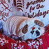 animal, bed, blanket, christmas, costume, cozy, cute, decor, dog, festive, fluffy, holiday, indoor, pet, pillow, reindeer, relaxing, snowflake, text, white