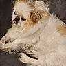 Precious is registered to the contest to win money with this photo: animal, canine, companion, cute, cute_pet, dog, fluffy, fur, indoors, lying_down, mammal, paw, pet, portrait, relaxed, small_dog, tan, tongue_out, tufted_surface, white