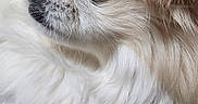 Precious joined the competition — help win amazing prizes! animal, brown_fur, canine, close_up, companion, cute, dog, domestic_animal, eye, face, fluffy, fur_detail, muzzle, nose, pet, portrait, side_view, soft_texture, whiskers, white_fur
