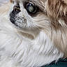 animal, brown_fur, canine, close_up, companion, cute, dog, domestic_animal, eye, face, fluffy, fur_detail, muzzle, nose, pet, portrait, side_view, soft_texture, whiskers, white_fur