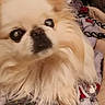Precious is registered to the contest to win money with this photo: animal, blanket, close_up, companion, cozy, cream_color, cute, cute_pet, dog, domestic, face, fluffy, fur, household, indoor, laying_down, mammal, pet, resting, soft