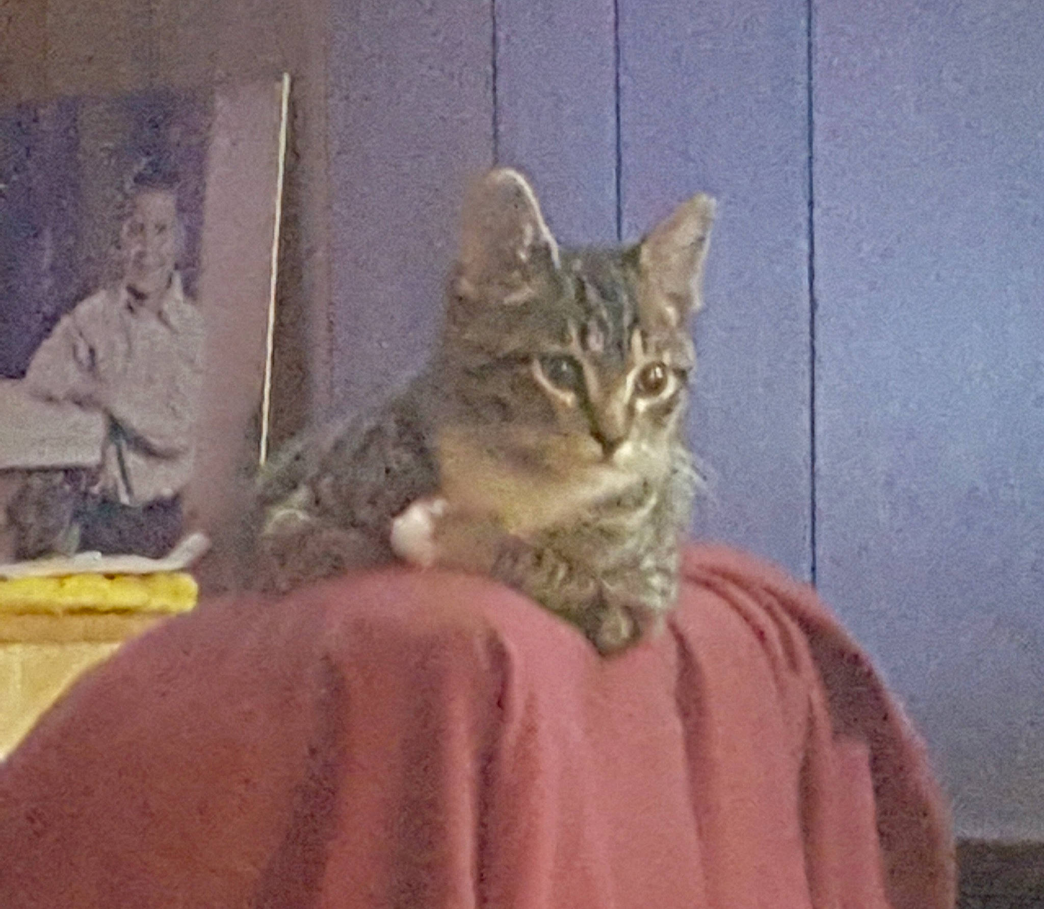 Zeon joined the competition — help win amazing prizes! carnivore, cat, claw, domestic_short_haired_cat, fawn, felidae, fur, paw, sitting, small_to_medium_sized_cats, snout, tail, terrestrial_animal, whiskers, wildlife