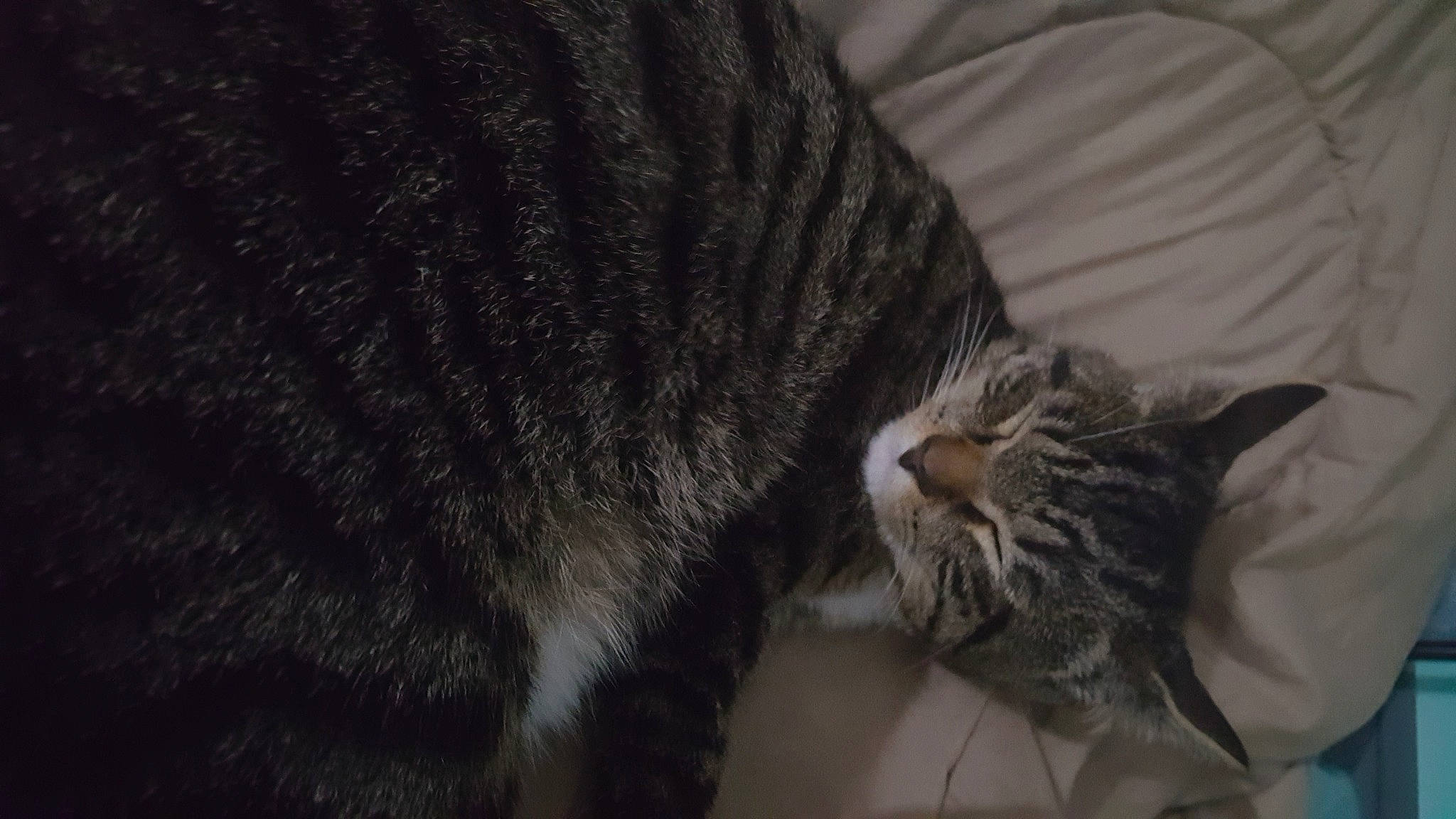 Zeon joined the competition — help win amazing prizes! carnivore, cat, claw, comfort, darkness, domestic_short_haired_cat, ear, eye, felidae, fur, grey, nap, paw, sleep, small_to_medium_sized_cats, snout, tail, terrestrial_animal, whiskers, wildlife