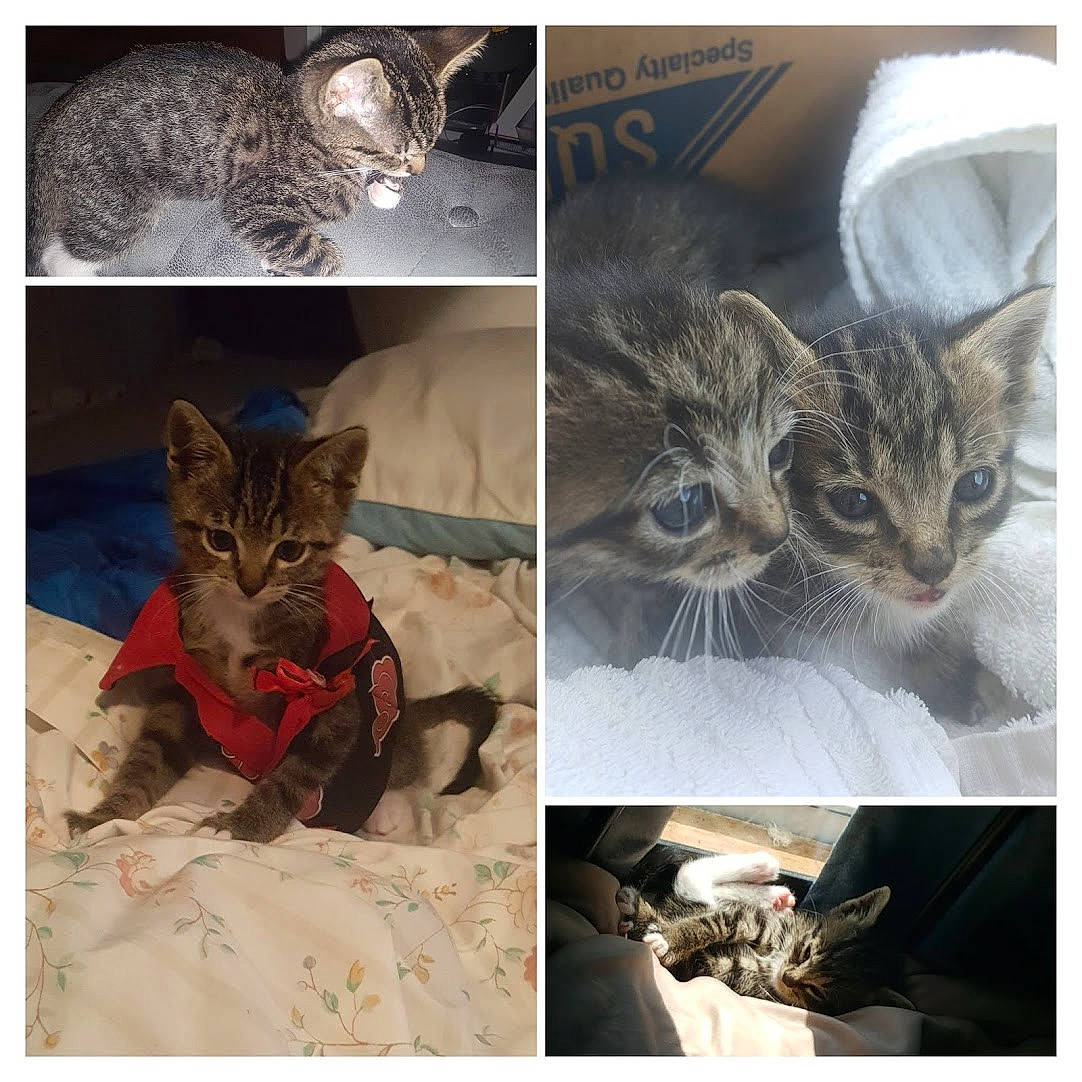 Zeon is registered to the contest to win money with this photo: art, beauty, carnivore, cat, collage, domestic_short_haired_cat, felidae, fur, organism, photo_caption, photograph, photography, small_to_medium_sized_cats, snapshot, stock_photography, whiskers, wildlife