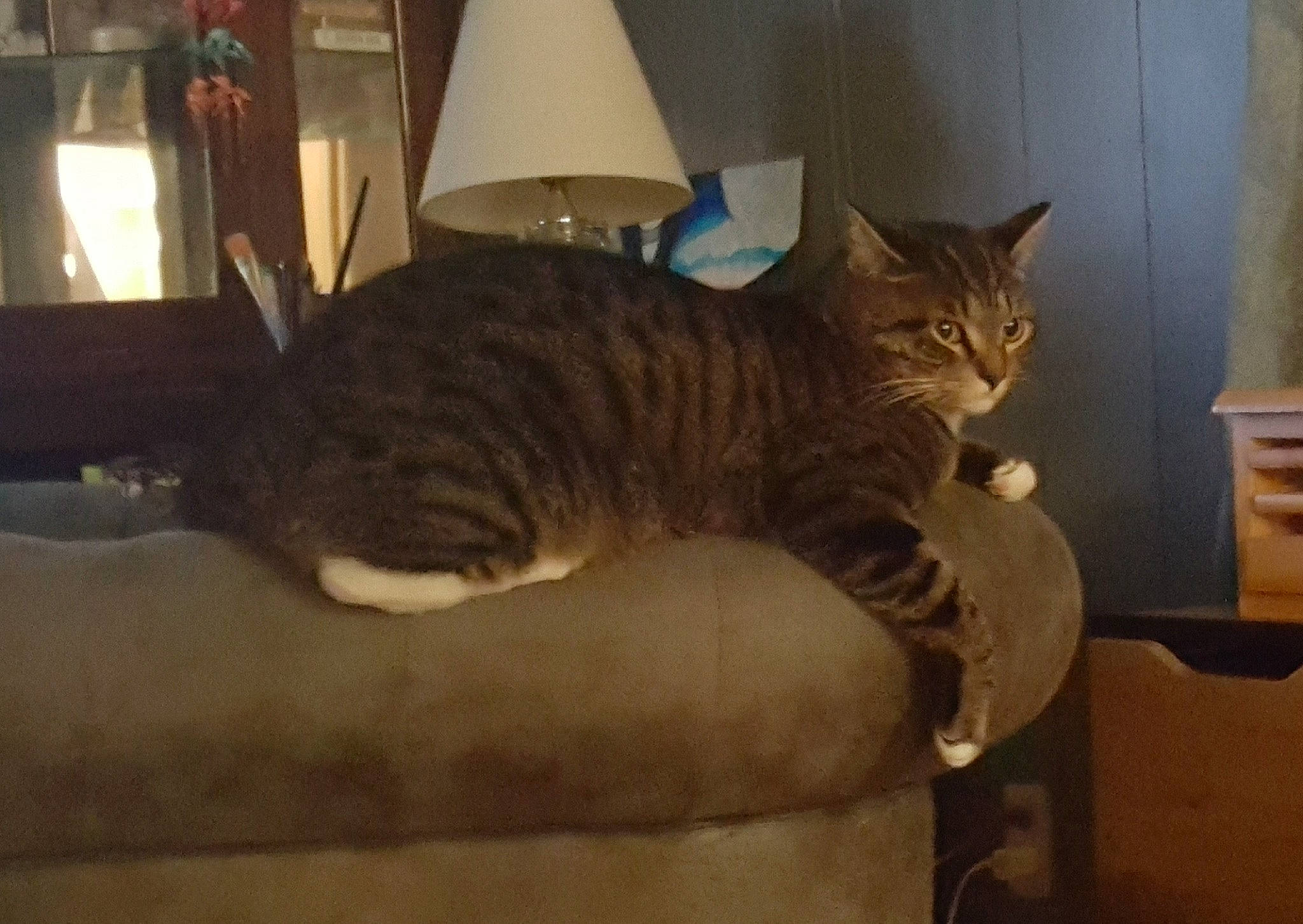 Zeon joined the competition — help win amazing prizes! carnivore, cat, comfort, domestic_short_haired_cat, fawn, felidae, flooring, fur, hardwood, human_leg, lamp, lampshade, paw, plant, room, small_to_medium_sized_cats, tail, whiskers, window, wood