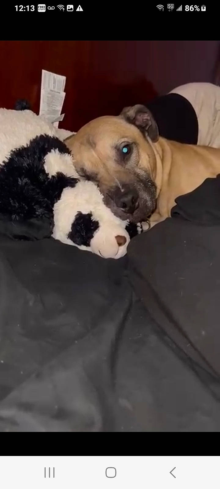 Dudley is registered to the contest to win money with this photo: animal, blanket, bostonbull, boxer, bulldog, canine, dog, face, frenchbulldog, happy, head, hound, indoors, interiordesign, person, pet, pitbull, pug, puppy, snout