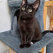 Wesley a rejoint le concours — aidez-le/la à gagner de superbes lots ! cat, kitten, black_cat, pet, cat_tree, indoor, furniture, curious, animal, cute, young_cat, whiskers, ears, eyes, sitting, feline, domestic_cat, playful, cozy, soft
