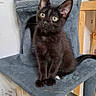 cat, kitten, black_cat, pet, cat_tree, indoor, furniture, curious, animal, cute, young_cat, whiskers, ears, eyes, sitting, feline, domestic_cat, playful, cozy, soft