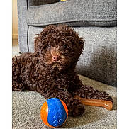 Rosie is registered to the contest to win money with this photo: animal, brown_dog, carpet, companion, couch, curly_fur, cute, dog, fur, home, indoor, laying_down, pet, playful, puppy, relaxed, small_dog, toy_ball, toy_bone, yellow_cushion