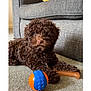animal, brown_dog, carpet, companion, couch, curly_fur, cute, dog, fur, home, indoor, laying_down, pet, playful, puppy, relaxed, small_dog, toy_ball, toy_bone, yellow_cushion