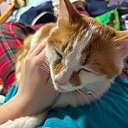 Teddy is registered to the contest to win money with this photo: abyssinian, animal, bed, bedroom, blanket, cat, couch, face, furniture, head, indoors, kitten, manx, person, pet, photography, portrait, quilt, room, sleeping