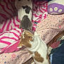 Teddy is registered to the contest to win money with this photo: animal, bed, bedroom, blanket, canine, cat, couch, cushion, dog, face, furniture, homedecor, hound, indoors, person, pet, puppy, quilt, room, sleeping