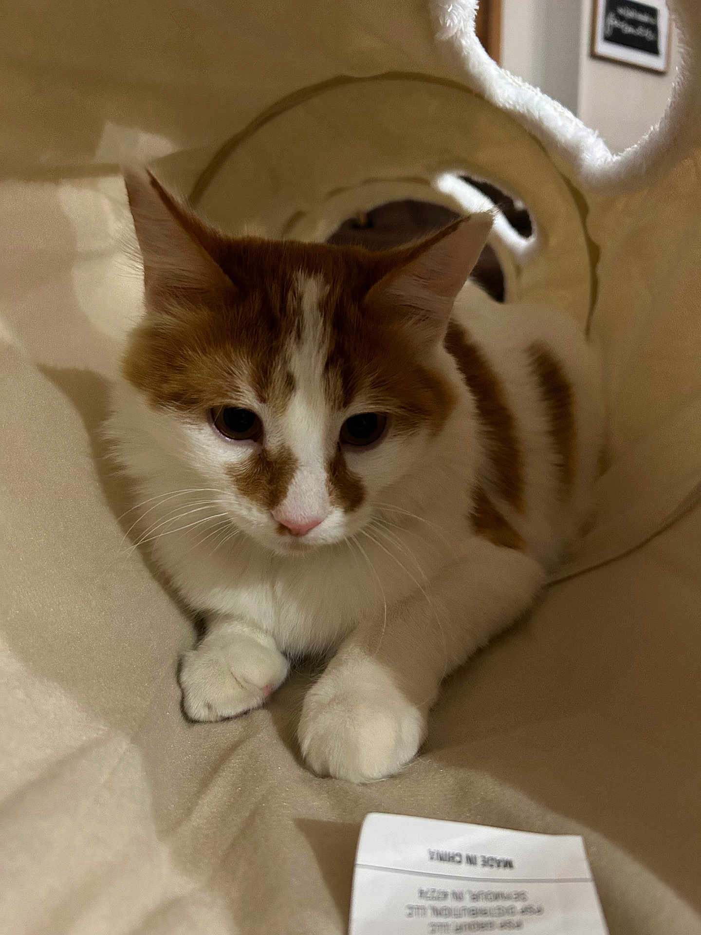 Teddy is registered to the contest to win money with this photo: abyssinian, angora, animal, armchair, cat, chair, couch, cushion, document, furniture, hardwood, homedecor, kitten, manx, paper, pet, receipt, siamese, text, wood