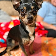 Chaos joined the competition — help win amazing prizes! animal, black_dog, blanket, blurred_background, close_up, colorful, companion, cute, dog, ears, eyes, face, focused, fur, indoor, person, pet, sitting, small_dog, tan_dog
