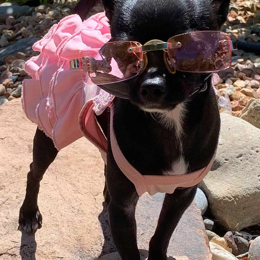 Lola Chanel joined the competition — help win amazing prizes! accessories, animal, canine, chihuahua, dog, face, grass, head, nature, outdoors, person, pet, photography, plant, portrait, puppy, rock, soil, sunglasses, vegetation