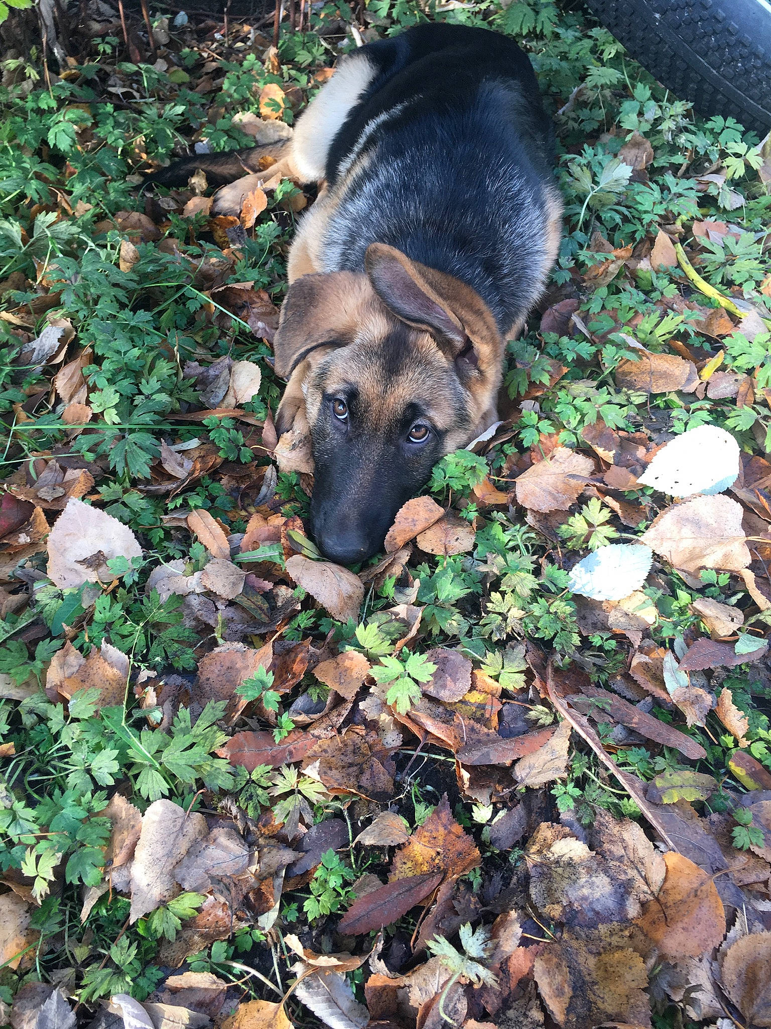 Serene is registered to the contest to win money with this photo: canidae, carnivore, companion_dog, dog, dog_breed, fawn, german_shepherd_dog, grass, groundcover, plant, snout, soil, sporting_group, tail, terrestrial_animal, working_animal, working_dog