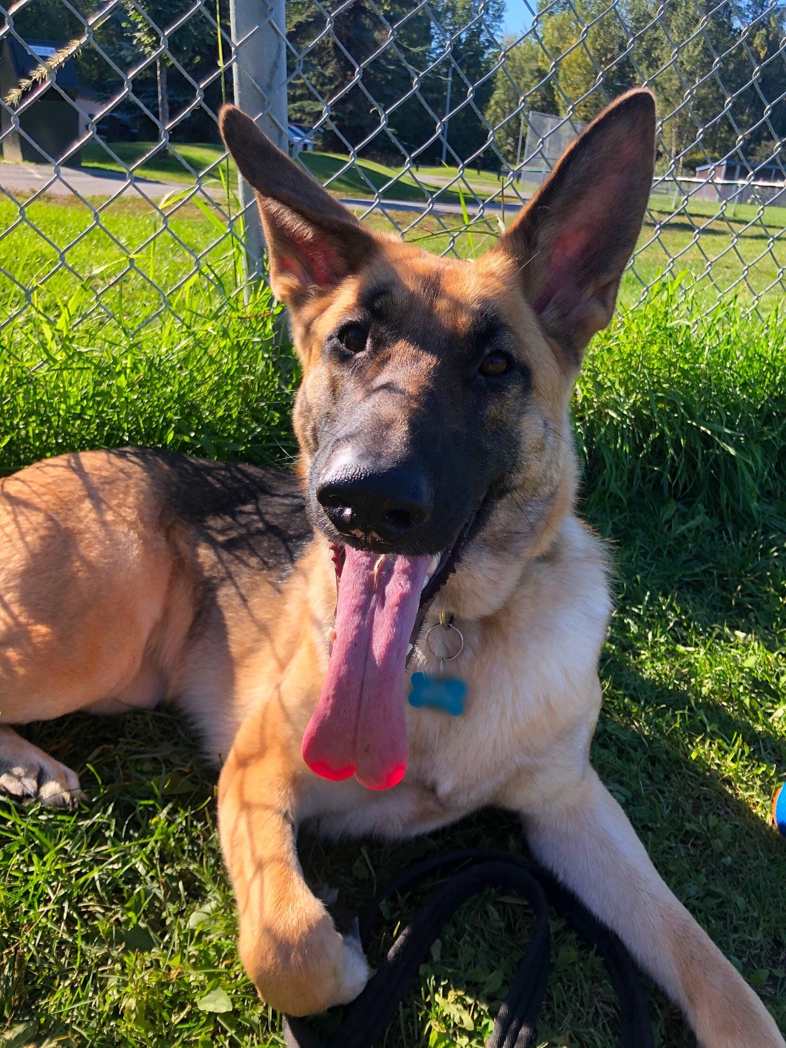 Serene is registered to the contest to win money with this photo: canidae, carnivore, collar, companion_dog, dog, dog_breed, east_european_shepherd, fawn, fence, german_shepherd_dog, grass, herding_dog, king_shepherd, mesh, old_german_shepherd_dog, plant, snout, sporting_group, wire_fencing, working_animal