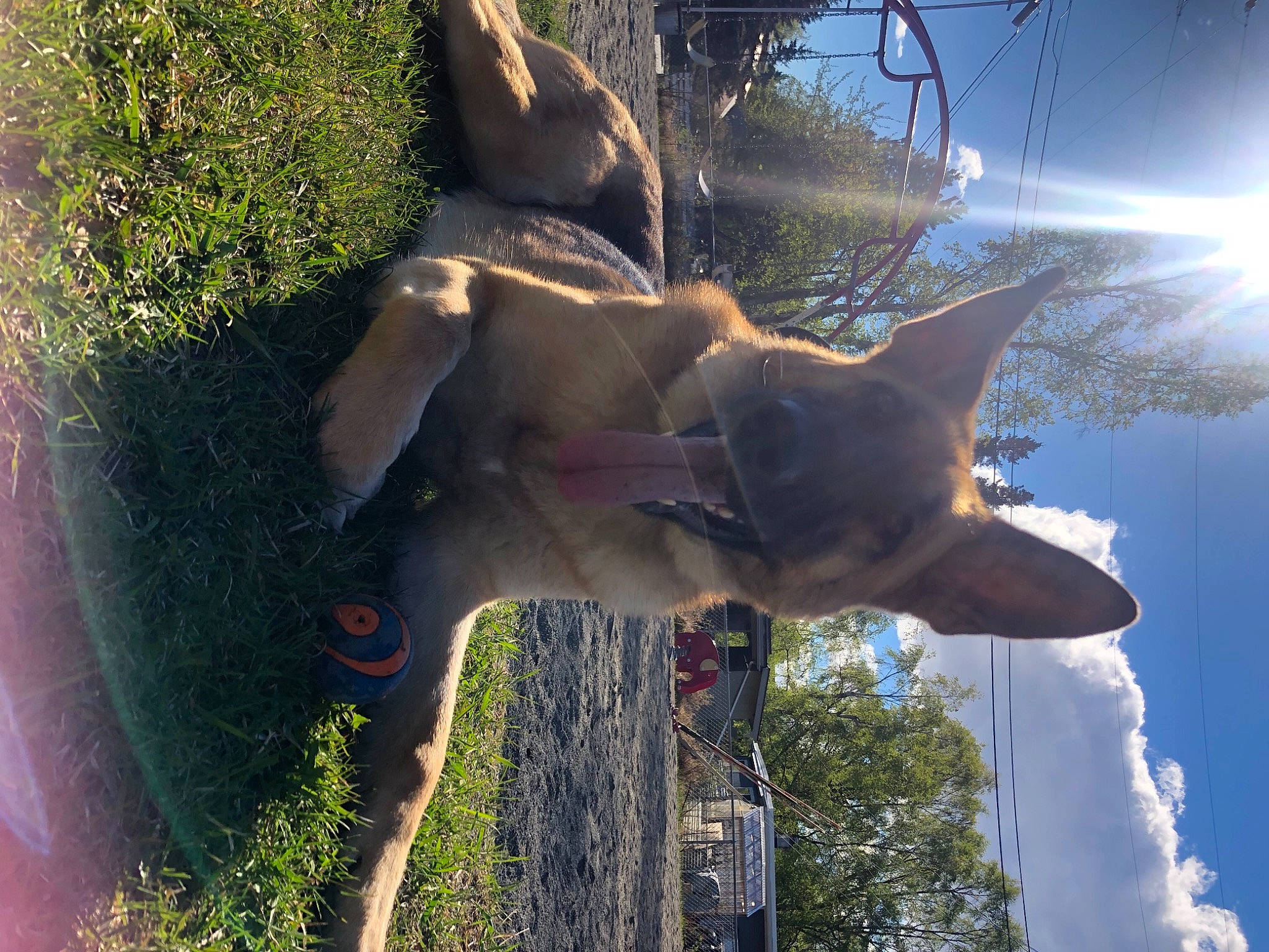 Serene is registered to the contest to win money with this photo: cloud, dog, fawn, fun, fur, gesture, grass, happy, heat, lens_flare, people_in_nature, plant, shadow, sky, sunlight, tail, tree, trunk, wildlife
