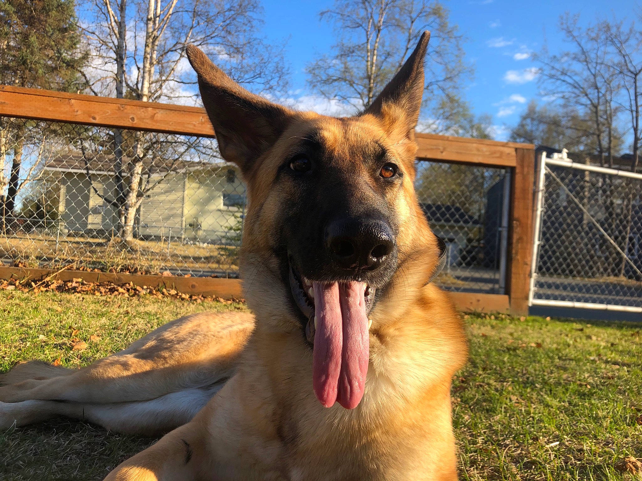 Serene joined the competition — help win amazing prizes! carnivore, collar, companion_dog, dog, dog_breed, east_european_shepherd, fang, fawn, german_shepherd_dog, grass, herding_dog, jaw, old_german_shepherd_dog, plant, sky, snout, sporting_group, tree, whiskers, working_animal