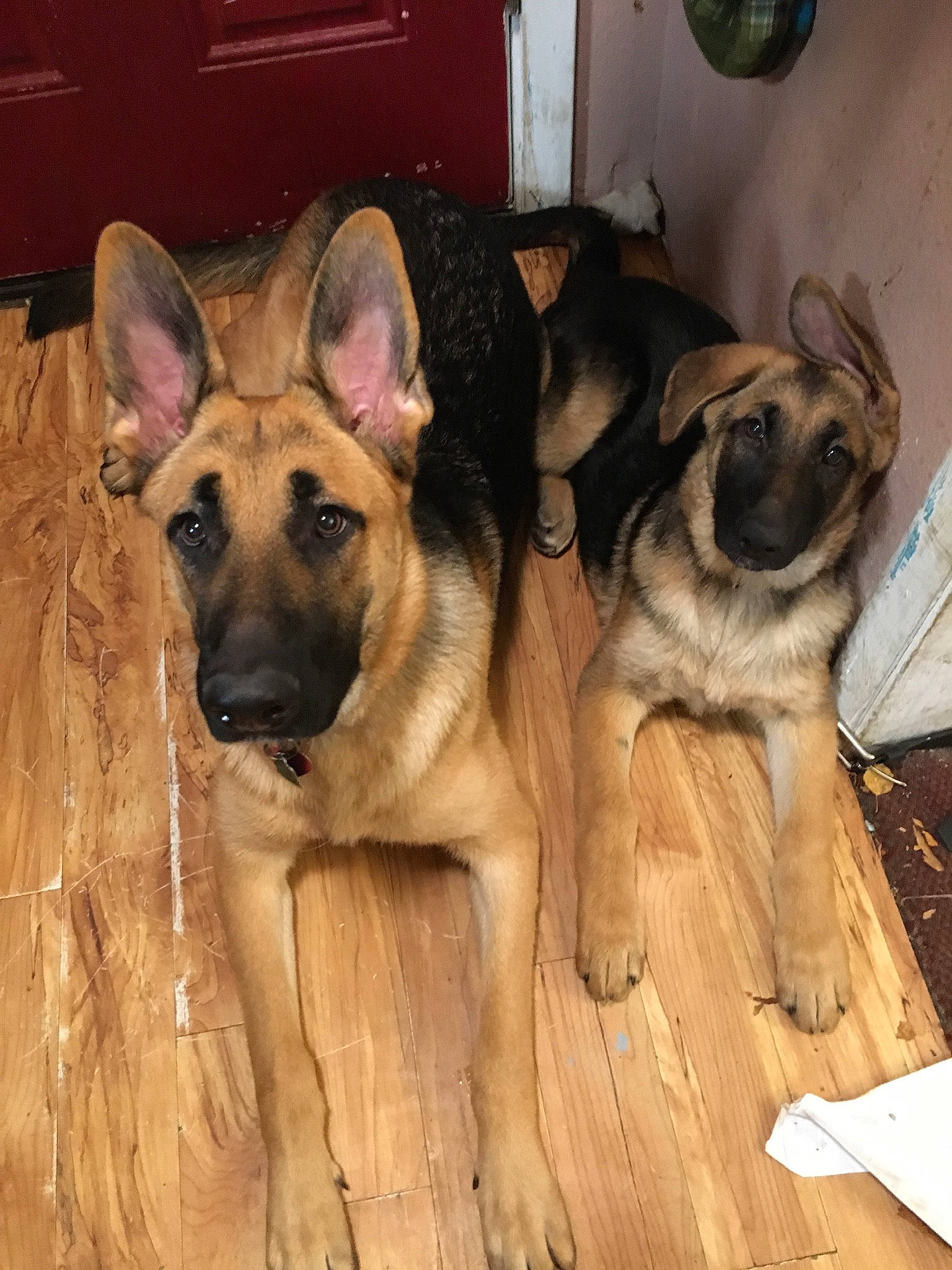 Serene is registered to the contest to win money with this photo: canidae, carnivore, companion_dog, dog, dog_breed, fawn, flooring, fur, german_shepherd_dog, guard_dog, hardwood, herding_dog, old_german_shepherd_dog, plank, snout, sporting_group, wood, wood_stain, working_animal, working_dog