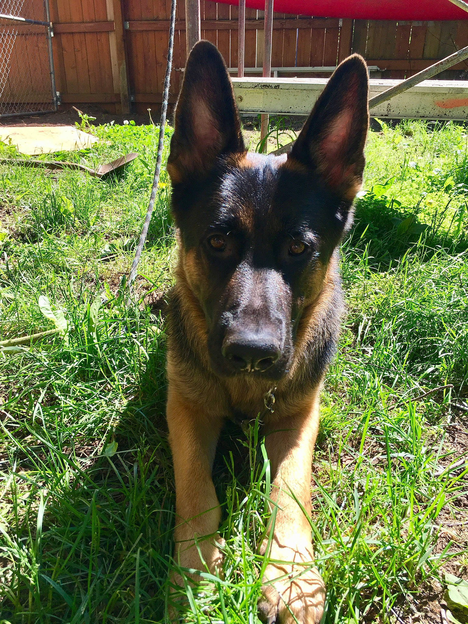 Malik is registered to the contest to win money with this photo: canidae, carnivore, companion_dog, dog, dog_breed, fawn, fence, grass, groundcover, liver, non_sporting_group, plant, snout, sporting_group, terrestrial_animal, terrestrial_plant, toy_dog, working_animal, working_dog