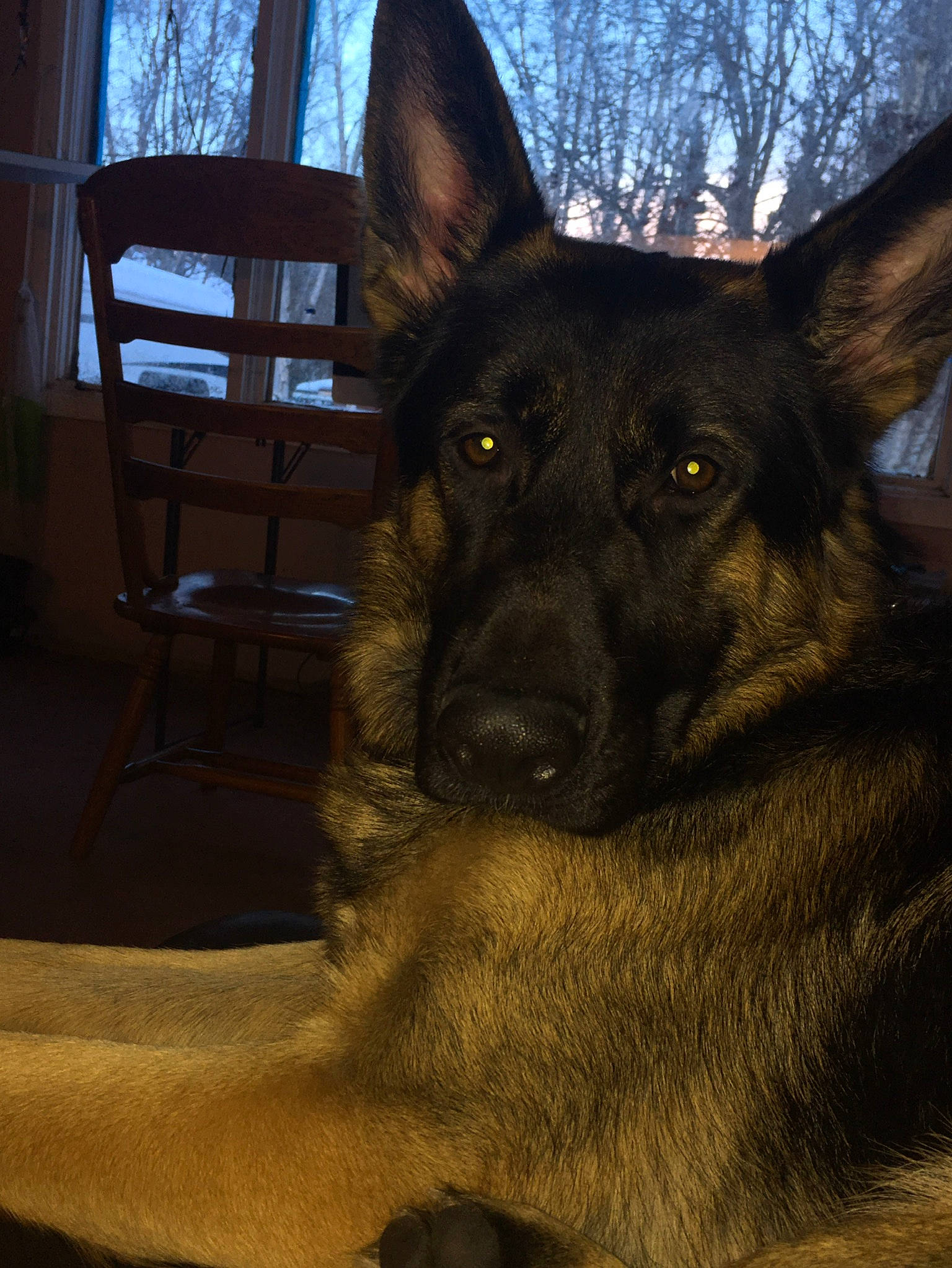 Malik joined the competition — help win amazing prizes! canidae, carnivore, chair, companion_dog, dog, dog_breed, east_european_shepherd, fawn, fur, german_shepherd_dog, guard_dog, herding_dog, king_shepherd, old_german_shepherd_dog, snout, sporting_group, tints_and_shades, tree, whiskers, working_animal
