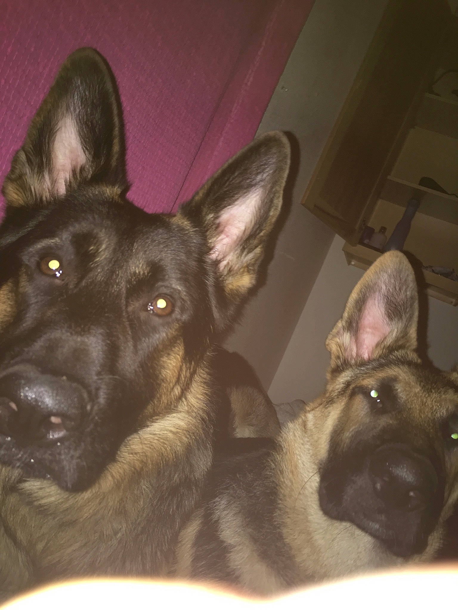 Malik joined the competition — help win amazing prizes! canidae, carnivore, comfort, companion_dog, dog, dog_breed, ear, fawn, fur, liver, non_sporting_group, snout, sporting_group, terrestrial_animal, whiskers, working_animal, working_dog, wrinkle