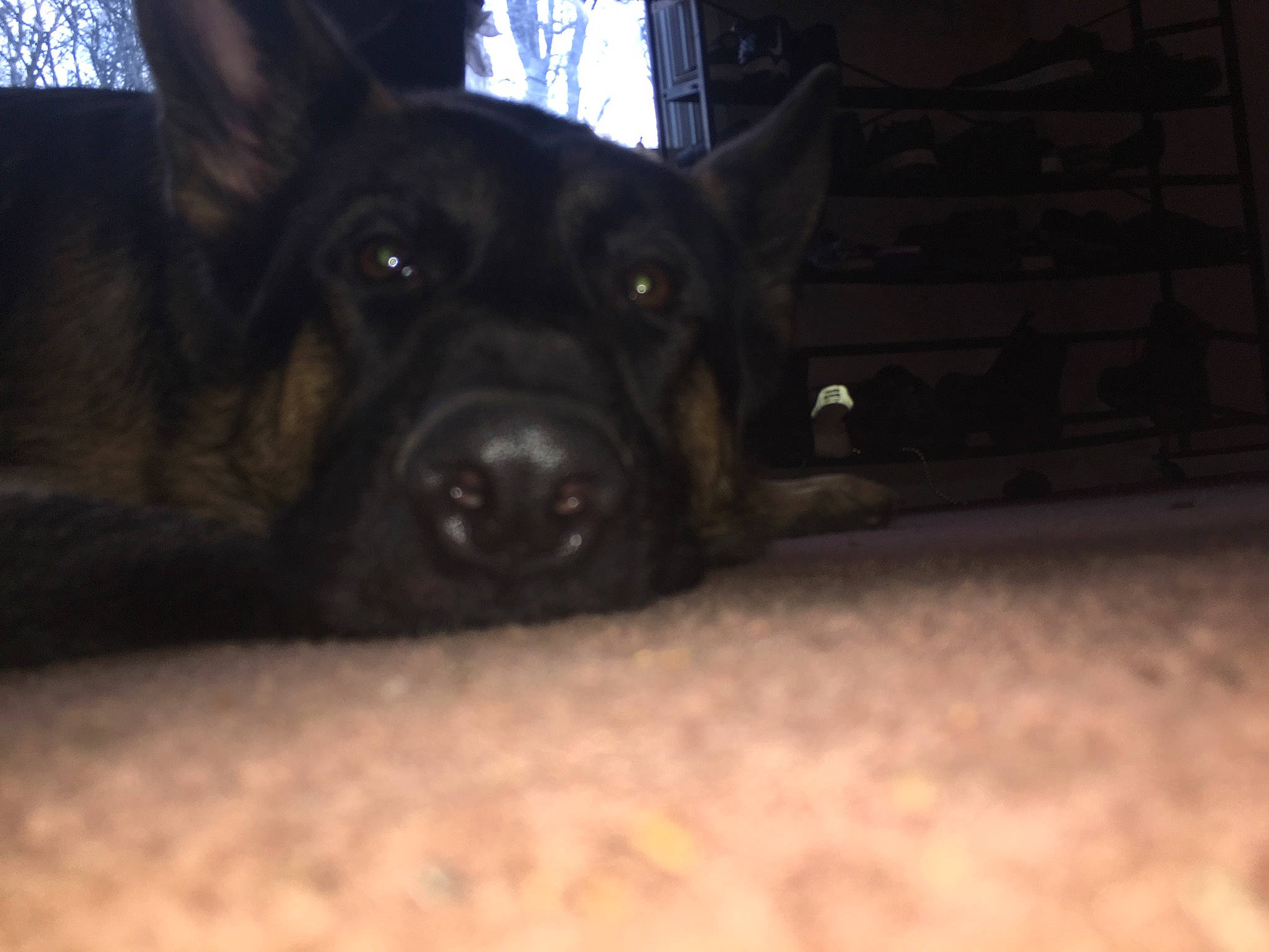 Malik joined the competition — help win amazing prizes! canidae, carnivore, companion_dog, darkness, dog, dog_breed, ear, electric_blue, fawn, fur, guard_dog, night, non_sporting_group, snout, sporting_group, terrestrial_animal, toy_dog, whiskers, working_animal, working_dog