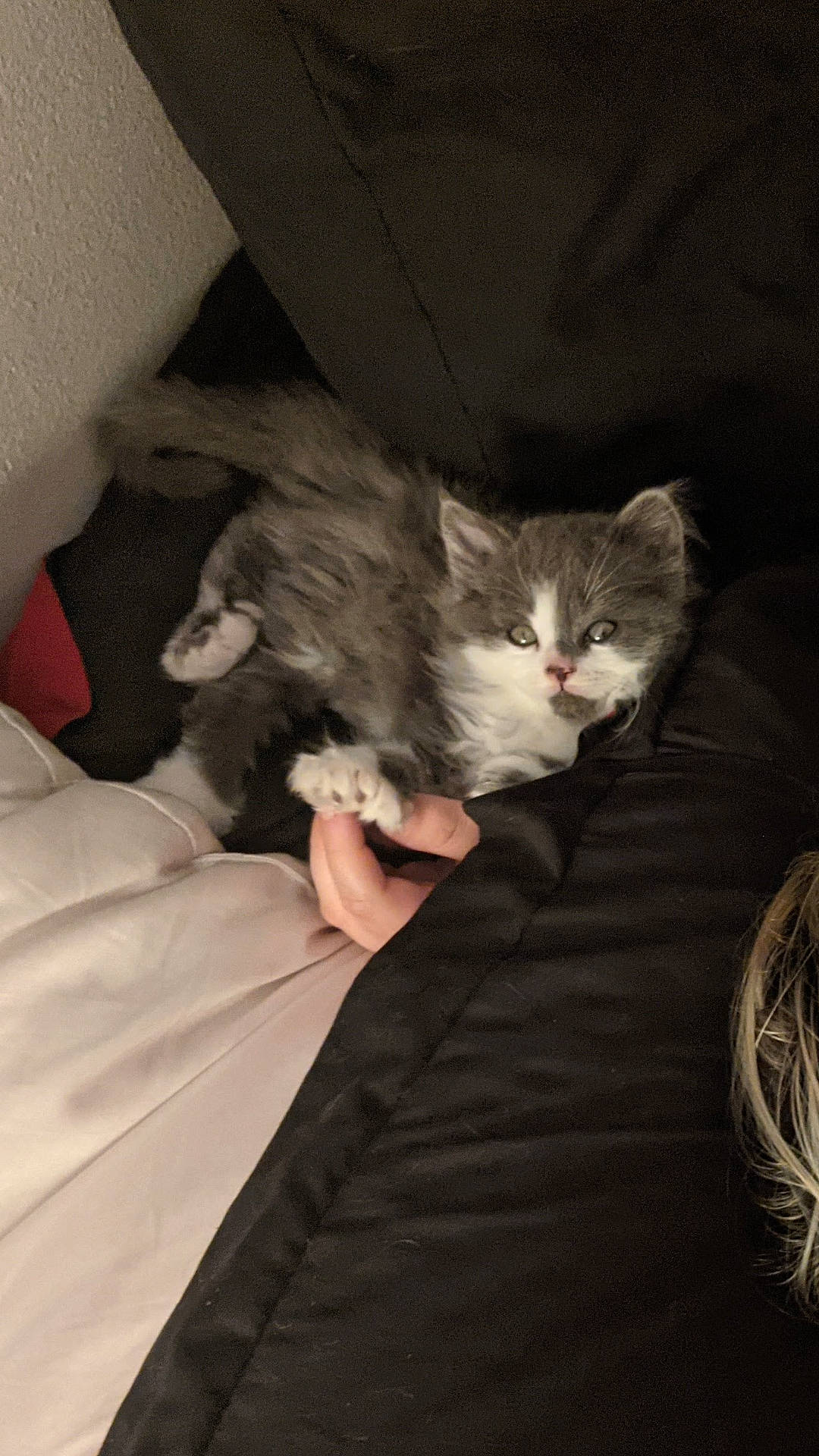 Kiwi is registered to the contest to win money with this photo: box, carnivore, cat, claw, cloud, comfort, domestic_short_haired_cat, fawn, felidae, fur, gesture, nap, paw, shipping_box, sitting, sleep, small_to_medium_sized_cats, snout, tail, whiskers